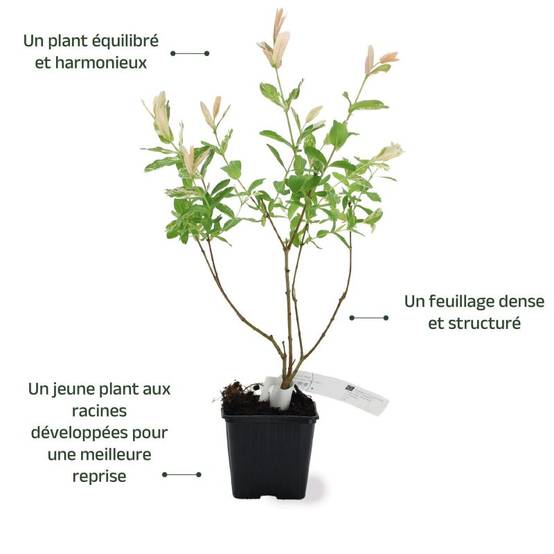 Saule crevette 'Hakuro-nishiki' (Salix integra 'Hakuro-nishiki') - Godet 9cm - Pépinières Naudet - Image 3