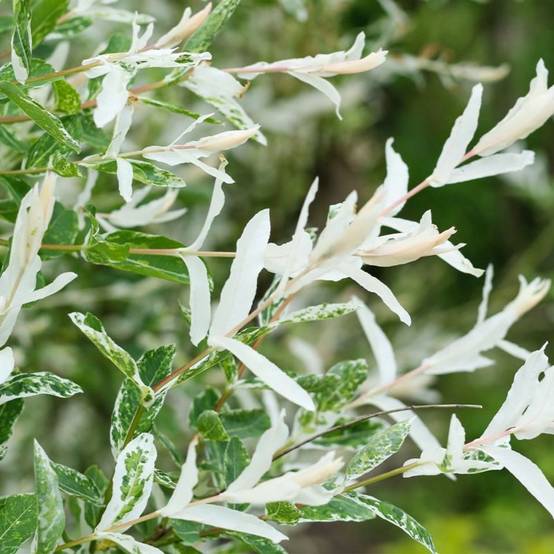 Saule crevette 'Hakuro-nishiki' (Salix integra 'Hakuro-nishiki') - Godet 9cm - Pépinières Naudet - Image 1