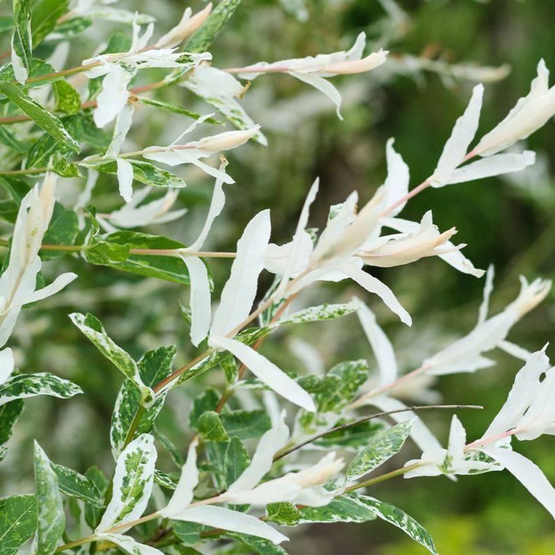 Saule crevette 'Hakuro-nishiki' (Salix integra 'Hakuro-nishiki') - Godet 9cm - Pépinières Naudet - Image 1