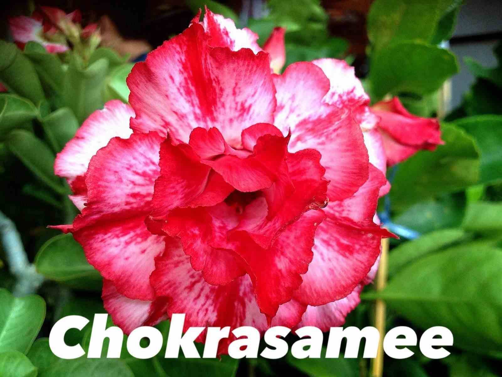 Sans Marque - Adenium obesum cv Chokrasamee Couleur floraison:Rouge - Taille:Caudex d'environ 150g