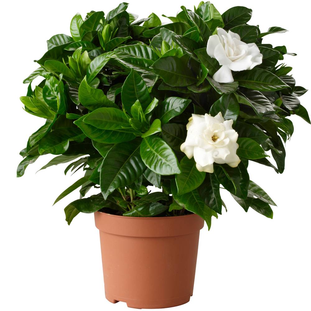Gardenersdream - 1 X Gardenia Jasminoides Jasmin Du Cap Plante D'Interieur Saine Ornementale En Pot - GardenersDream - Imagen 1