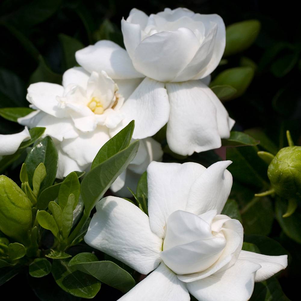 Gardenersdream - 1 X Gardenia Jasminoides Jasmin Du Cap Plante D'Interieur Saine Ornementale En Pot - GardenersDream - Imagen 3