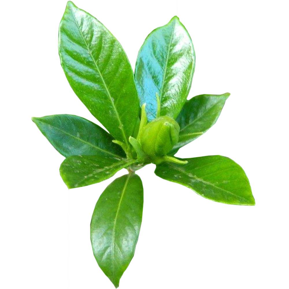 Gardenersdream - 1 X Gardenia Jasminoides Jasmin Du Cap Plante D'Interieur Saine Ornementale En Pot - GardenersDream - Imagen 2