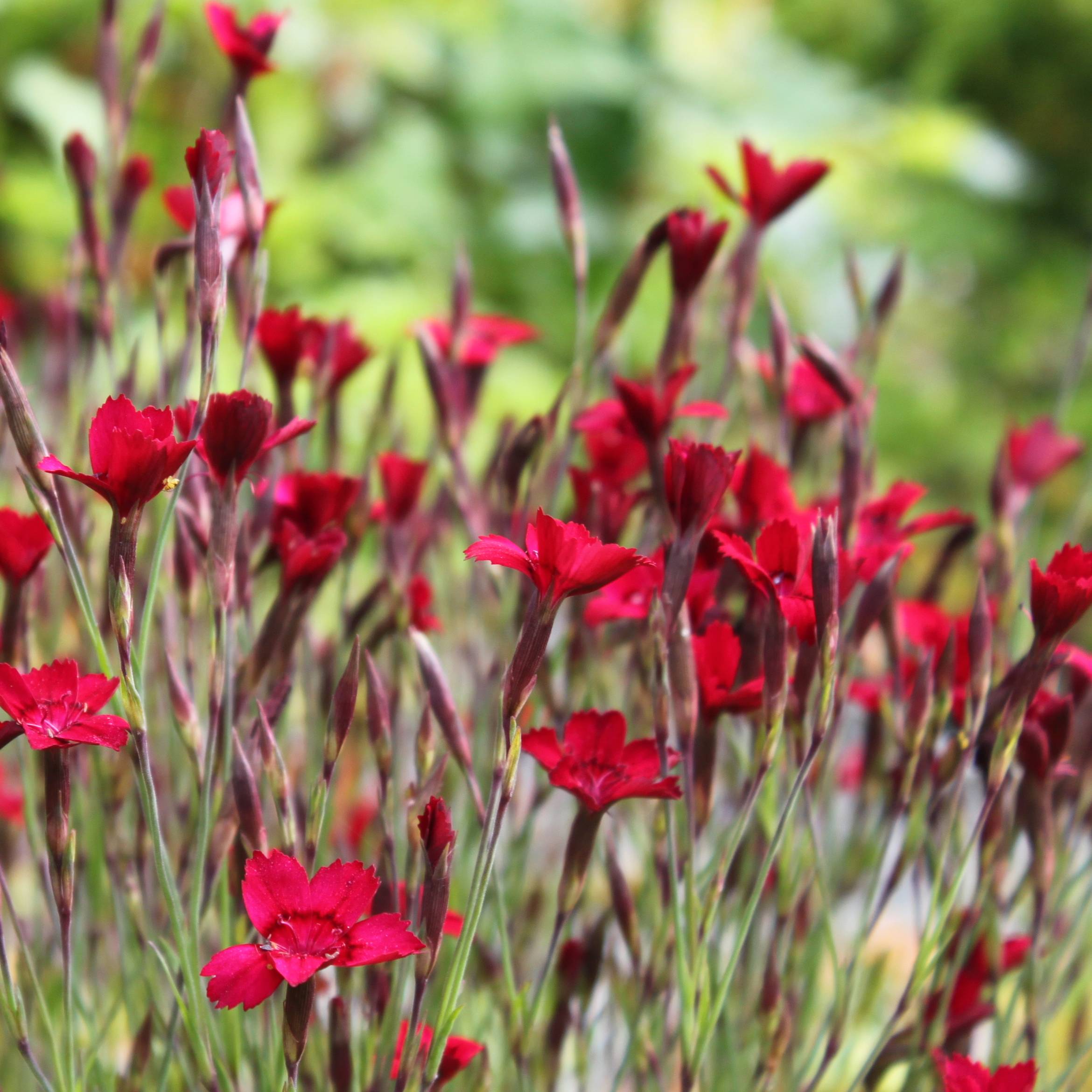 Dianthus deltoides Flashing Light - Oeillet des landes Godet de 8/9 cm