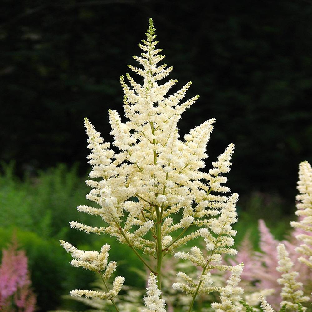 Astilbe japonica Deutschland Godet de 8/9 cm