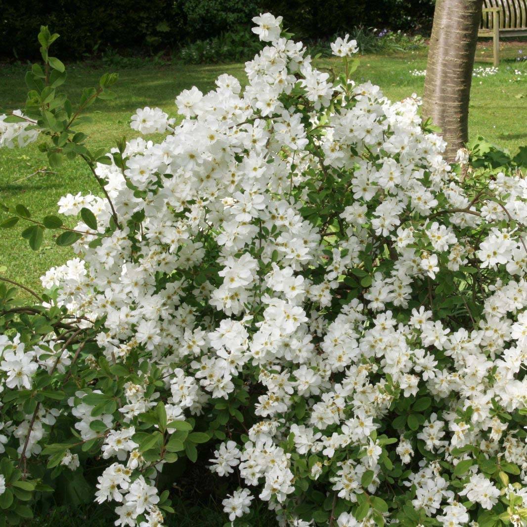 Promesse de Fleurs - Exochorda x macrantha The Bride Pot de 7,5L/10L - Image 1