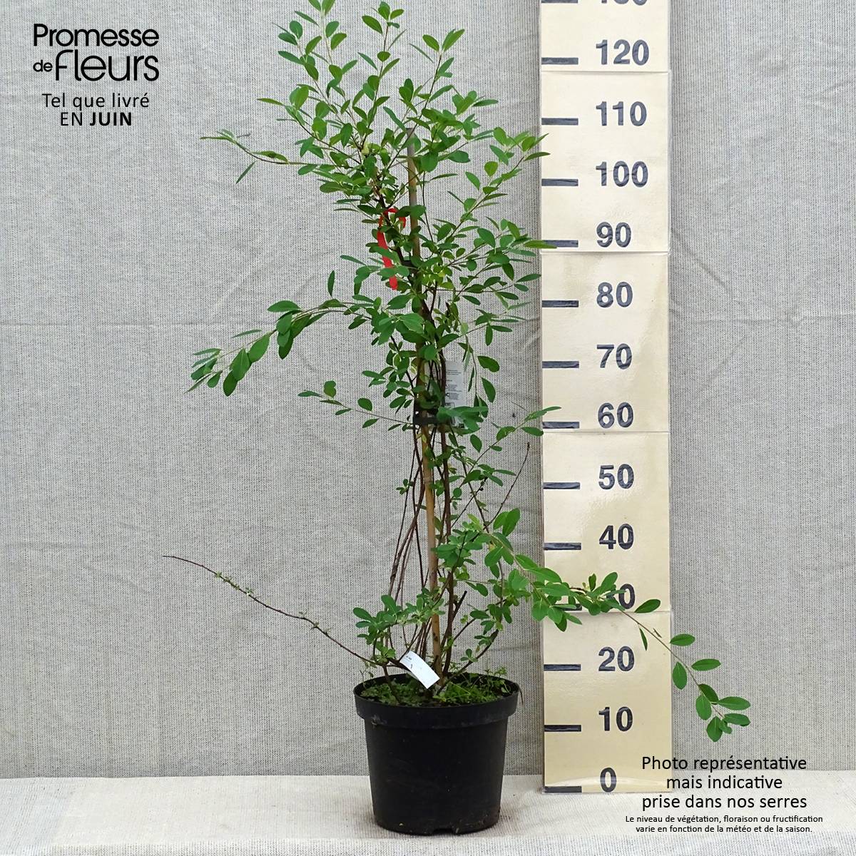 Promesse de Fleurs - Exochorda x macrantha The Bride Pot de 7,5L/10L - Image 2