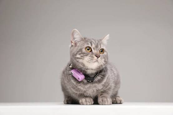 Mini Cat Tickless - Organ Purple - Image 2