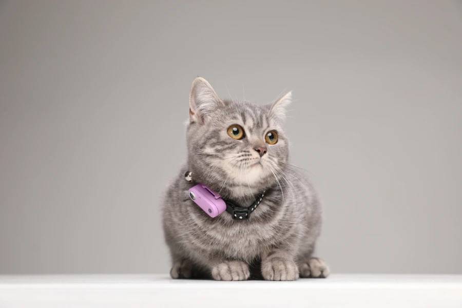 Mini Cat Tickless - Organ Purple - Image 2
