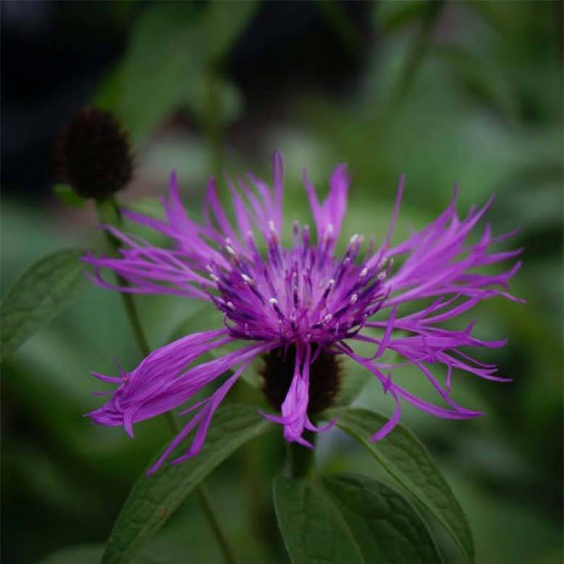 Promesse de Fleurs - Centaurée Caramia - Centaurea (x) montana Godet de 8/9 cm