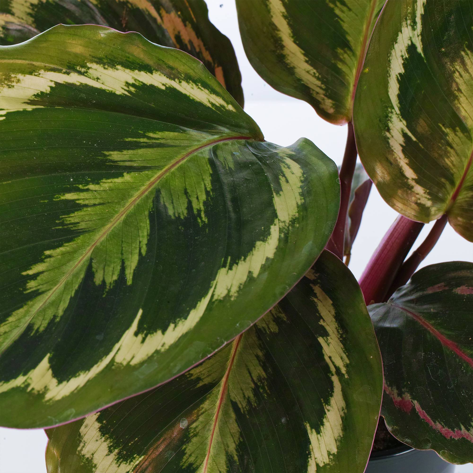 Gardenersdream - 1 X Médaillon Calathea | Plante D'Intérieur En Pot 30-40Cm | Idéal Pour La Maison Ou Le Bureau - GardenersDream - Imagen 4