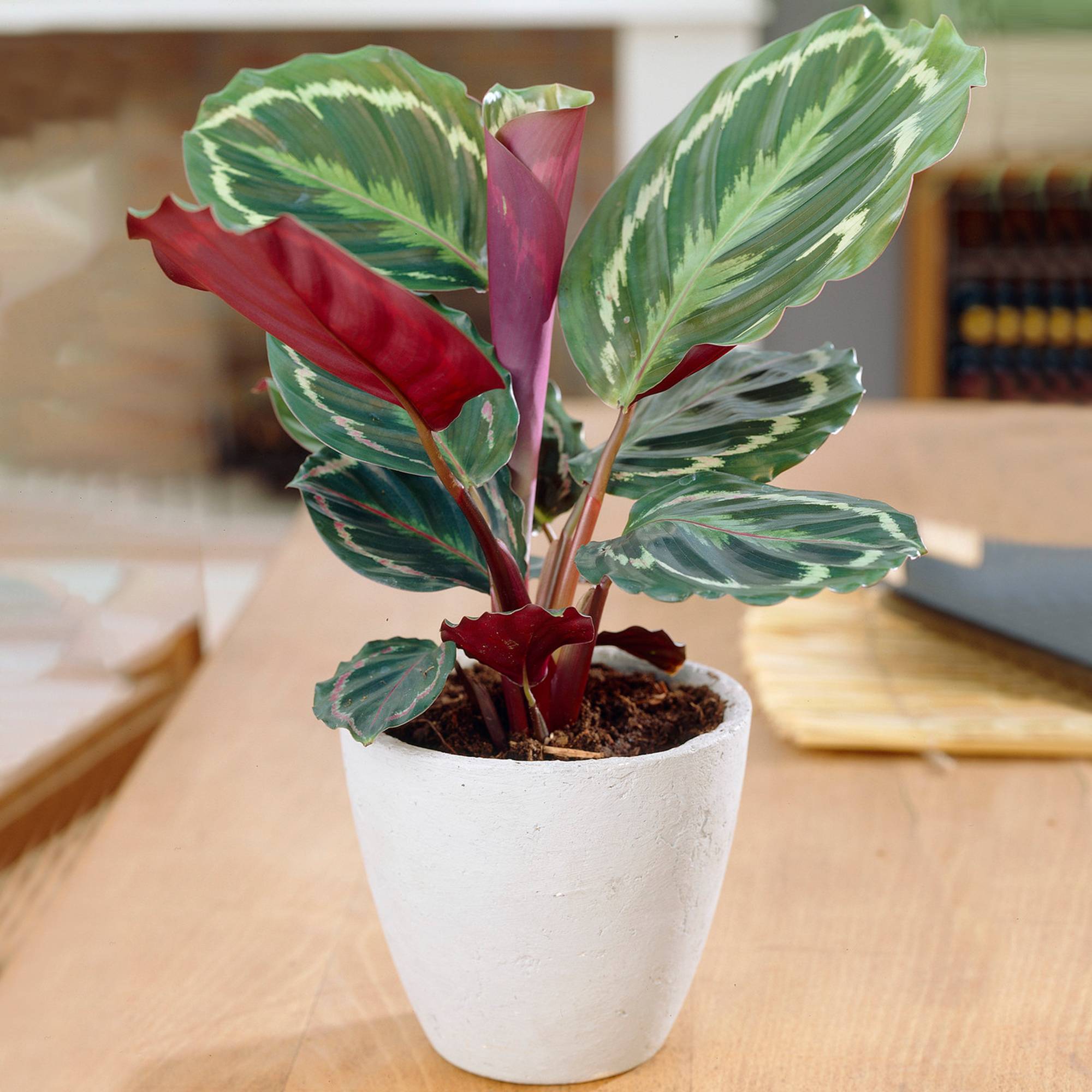 Gardenersdream - 1 X Médaillon Calathea | Plante D'Intérieur En Pot 30-40Cm | Idéal Pour La Maison Ou Le Bureau - GardenersDream - Imagen 1