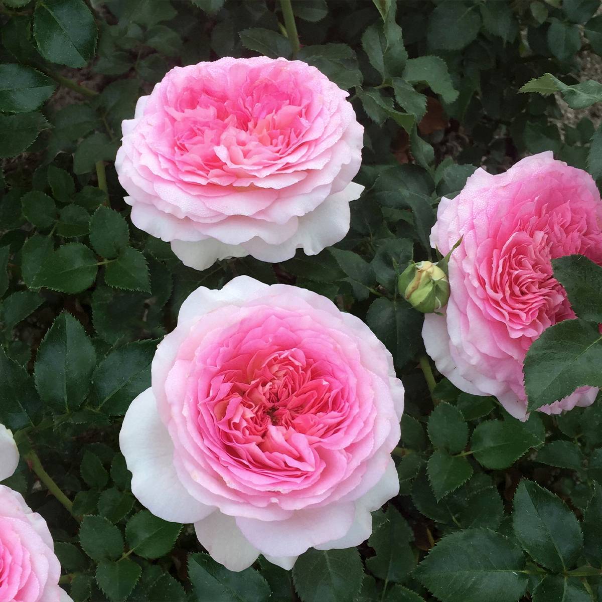 Rosier à grandes fleurs Ragazza Adalekov Racines nues en motte