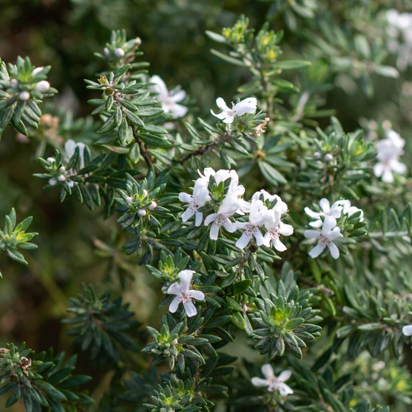 Promesse de Fleurs - Westringia fruticosa Blanc - Romarin d'Australie Pot de 2L/3L