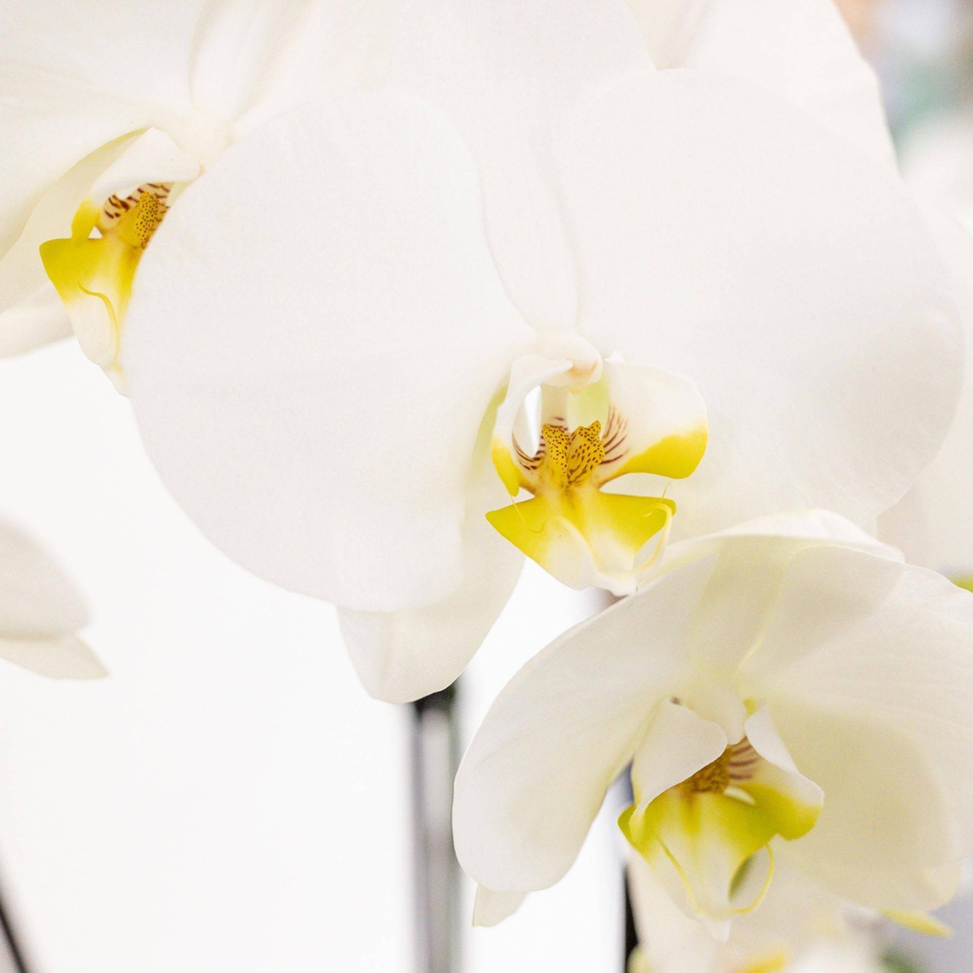 La Green Touch - Set 3 orchidées blanches et 3 Rhipsalis dans un panier en roseau avec réservoir d'eau- La Green Touch - Imagen 5