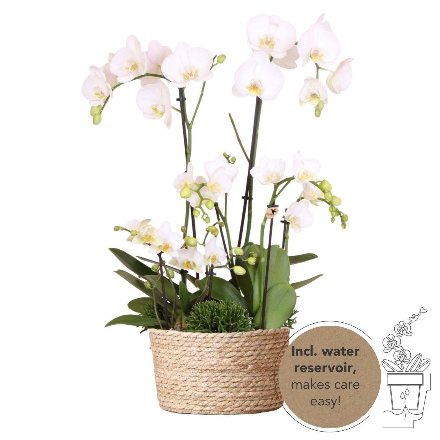 La Green Touch - Set 3 orchidées blanches et 3 Rhipsalis dans un panier en roseau avec réservoir d'eau- La Green Touch - Imagen 1