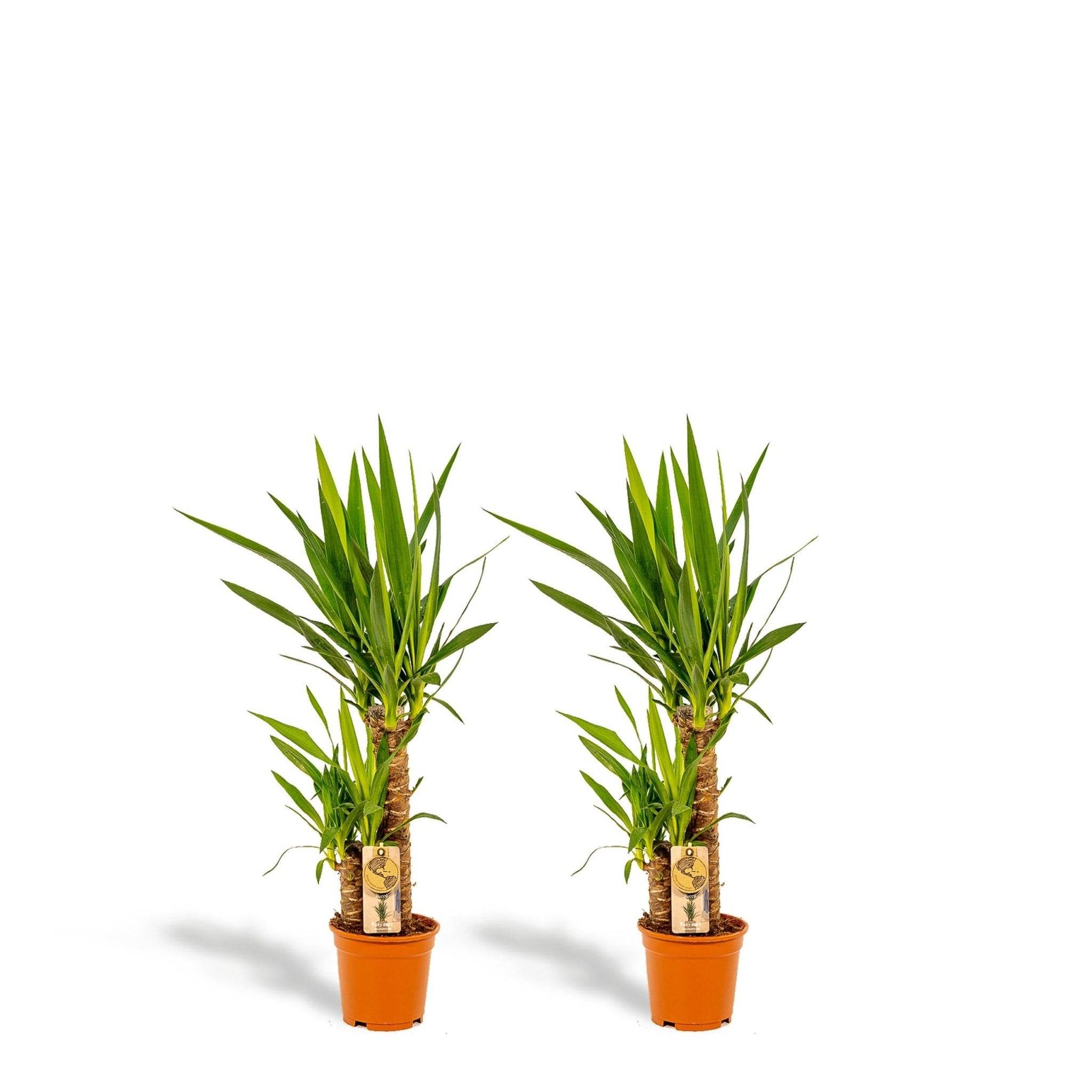La Green Touch - Coffret Yucca - Lot de 2 plantes, h90cm 90cm - Plante d'intérieur- La Green Touch - Imagen 3
