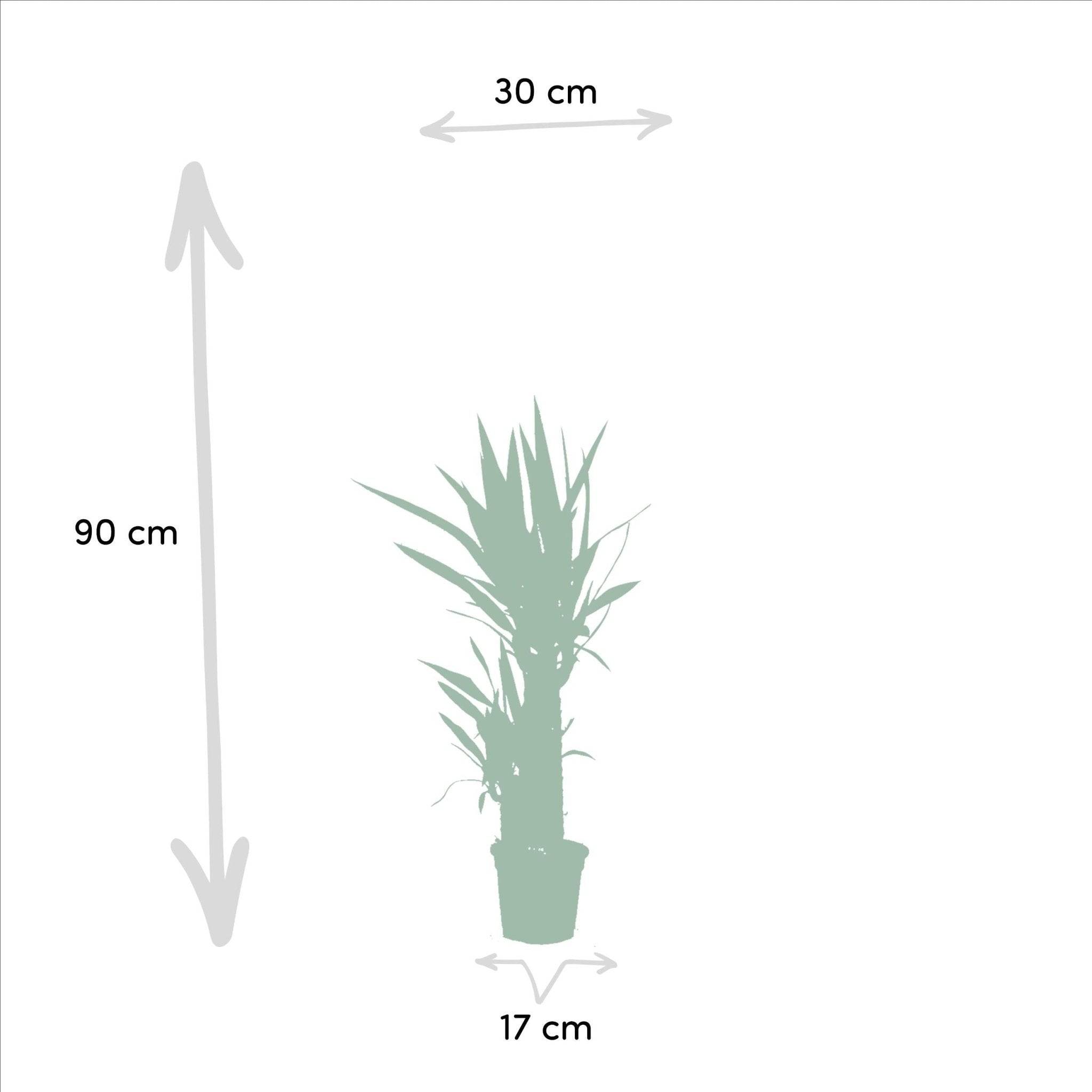 La Green Touch - Coffret Yucca - Lot de 2 plantes, h90cm 90cm - Plante d'intérieur- La Green Touch - Imagen 6