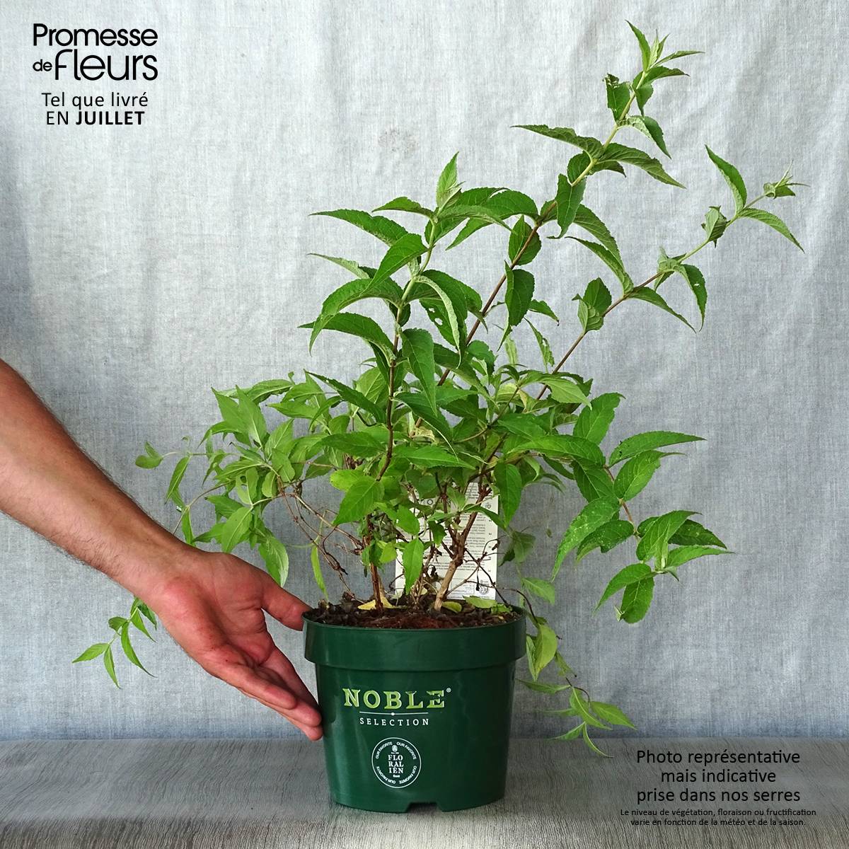 Deutzia compacta Lavender Time - Deutzie Pot de 3L/4L - Image 2
