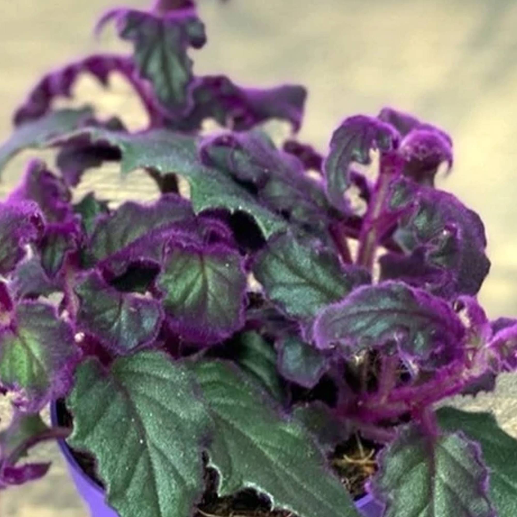 Gardenersdream - Plante Velours Gynura Purple Passion | Plante D'Intérieur Maison Bureau (En Pot 10-20 Cm) - GardenersDream - Imagen 3