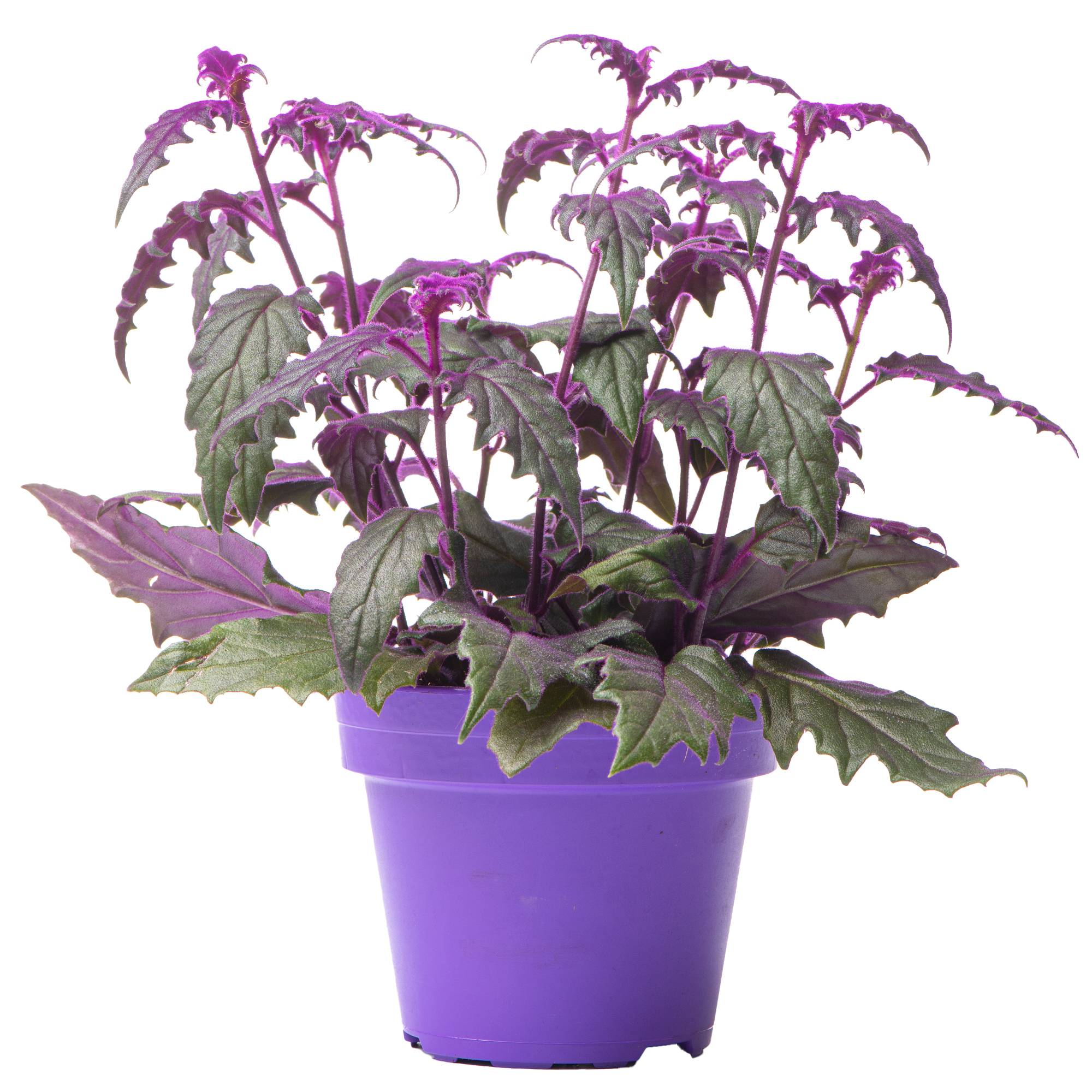 Gardenersdream - Plante Velours Gynura Purple Passion | Plante D'Intérieur Maison Bureau (En Pot 10-20 Cm) - GardenersDream - Imagen 1