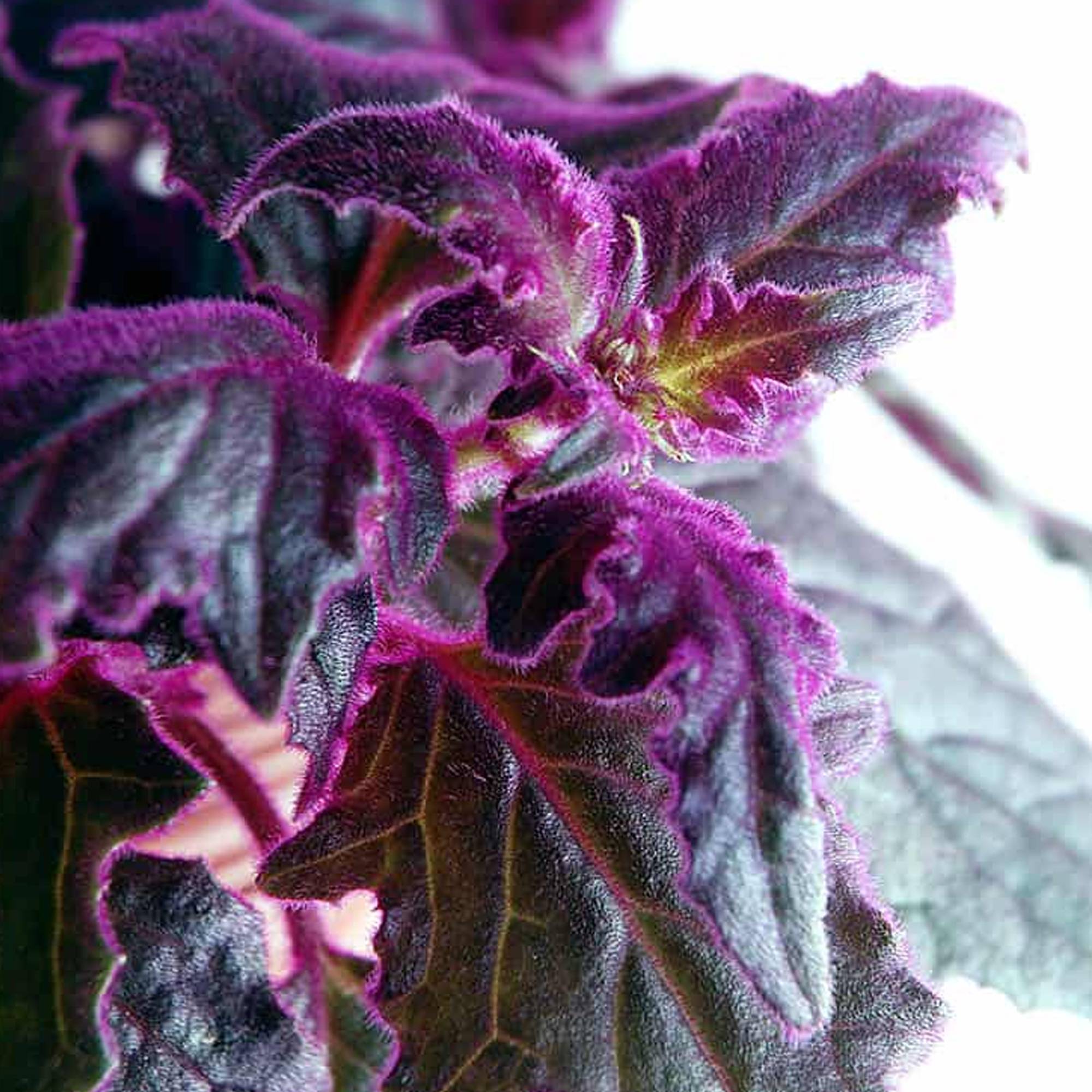 Gardenersdream - Plante Velours Gynura Purple Passion | Plante D'Intérieur Maison Bureau (En Pot 10-20 Cm) - GardenersDream - Imagen 2