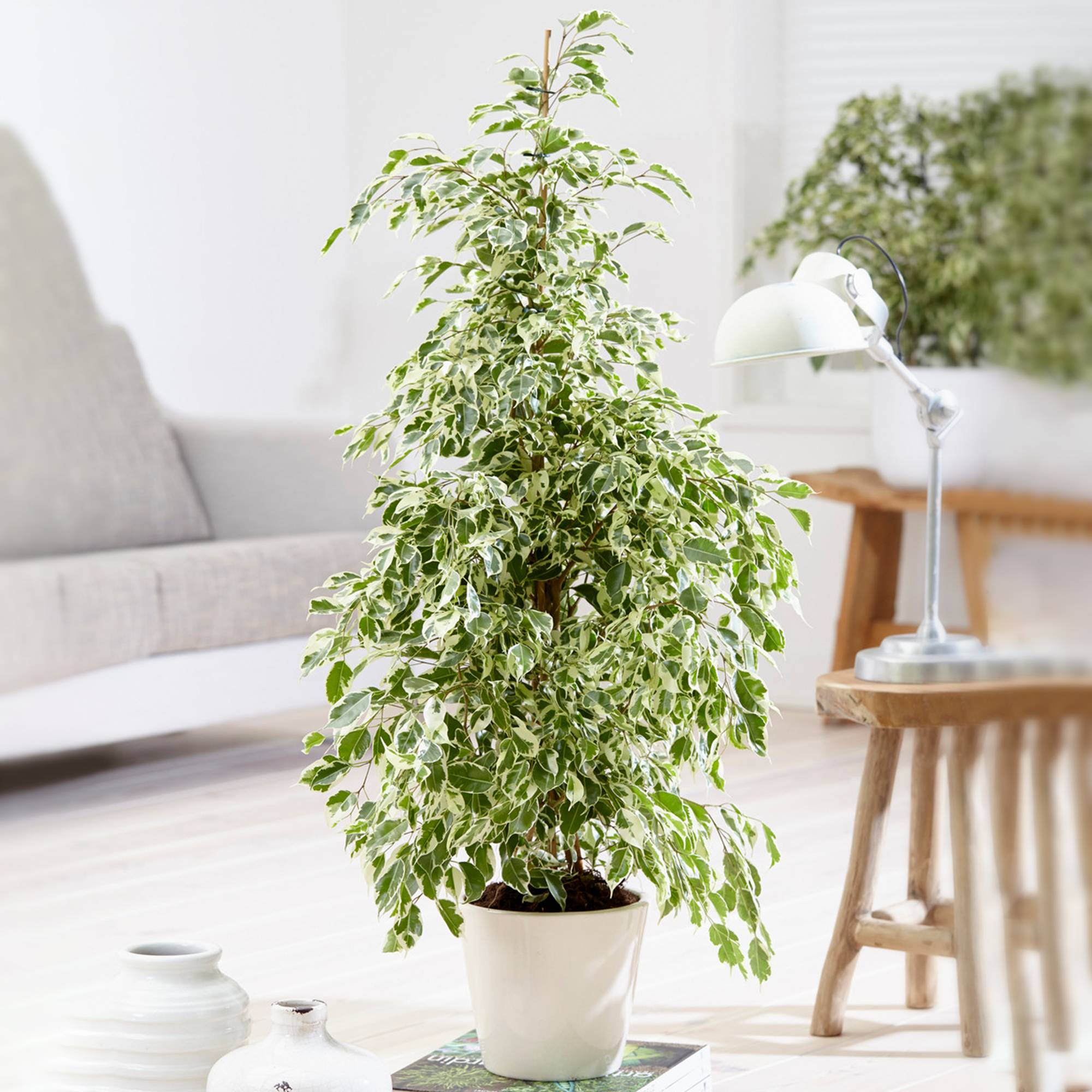 Gardenersdream - 1 X Ficus Starlight En Promo | Plante En Pot Cadeau Pour Maison Ou Bureau 30-40 Cm - GardenersDream - Image 1