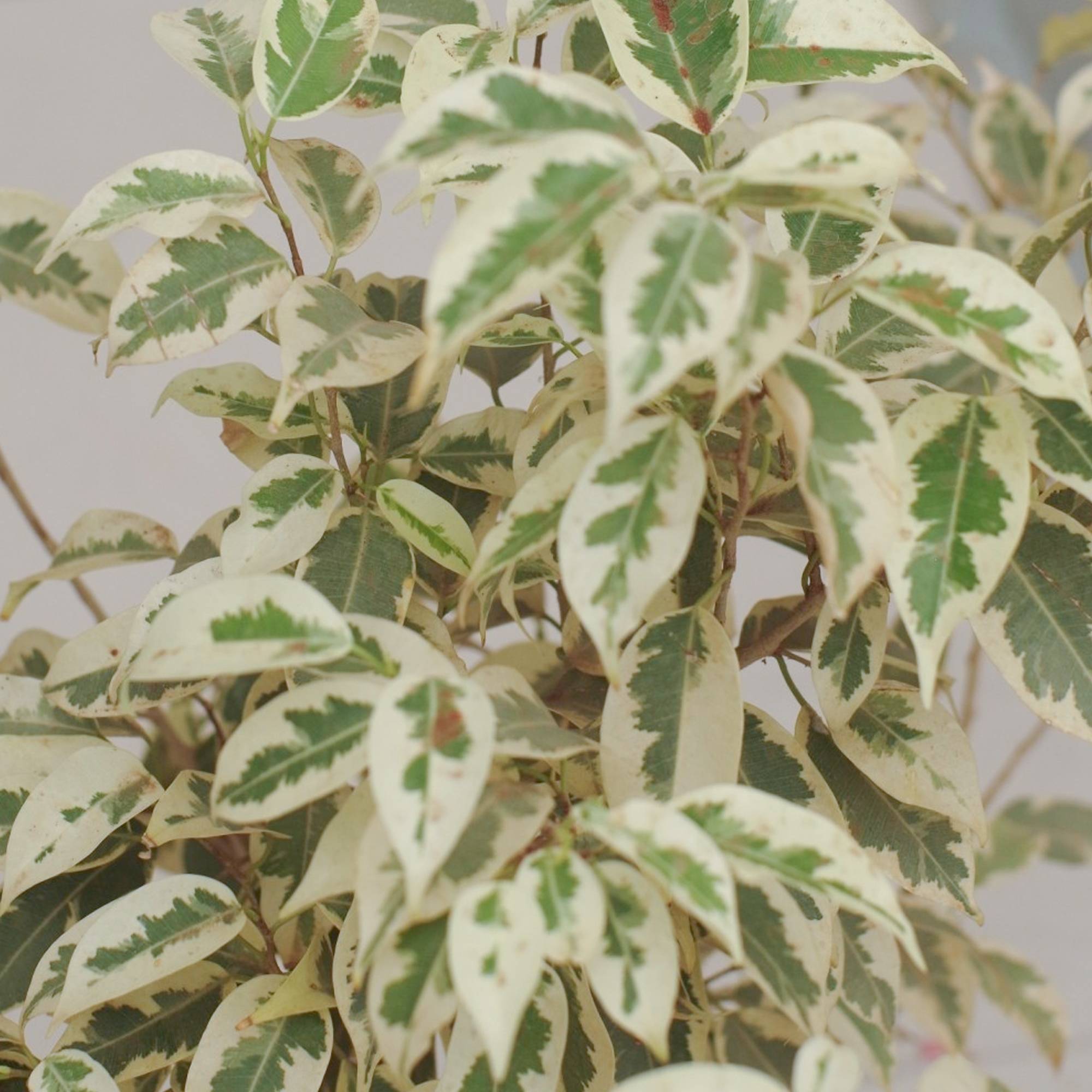 Gardenersdream - 1 X Ficus Starlight En Promo | Plante En Pot Cadeau Pour Maison Ou Bureau 30-40 Cm - GardenersDream - Image 3