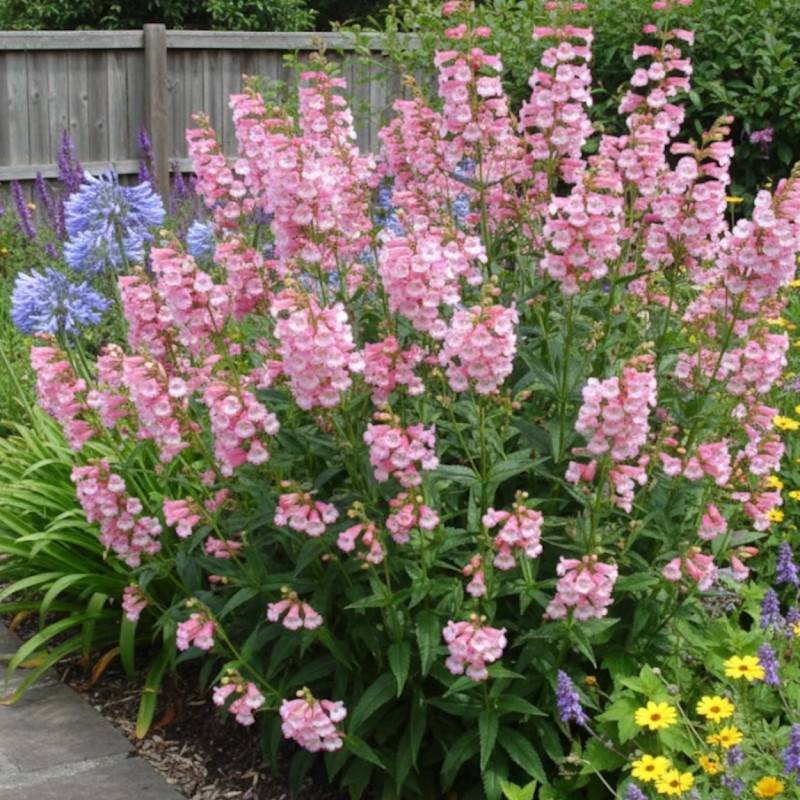 Penstemon Apple Blossom à fleurs Rose/ - feuillage Caduc - Godet - 5/20 cm - Imagen 1