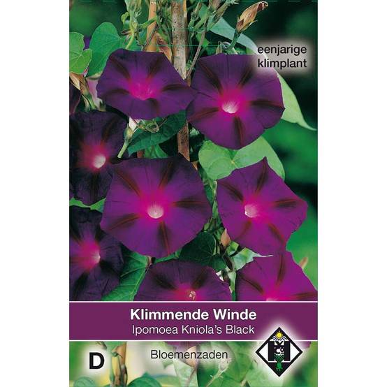 Graines d'Ipomée Kniola's Black - Ipomoea purpurea le sachet de 80 graines environ (2g)