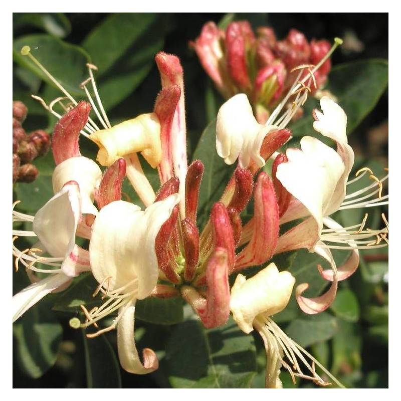 Chèvrefeuille CAPRILIA® Cream 'Inov 71' à fleurs Jaune - feuillage Caduc - Godet - 5/20 cm-  hauteur à maturité De 3,00 m à 5,00 m - Imagen 5