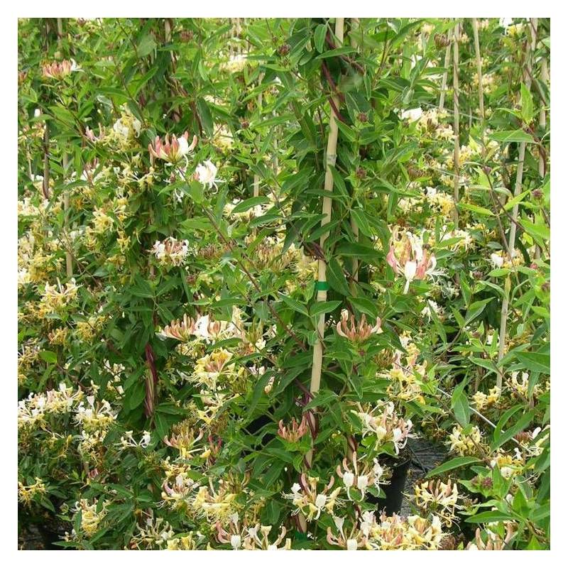 Chèvrefeuille CAPRILIA® Cream 'Inov 71' à fleurs Jaune - feuillage Caduc - Godet - 5/20 cm-  hauteur à maturité De 3,00 m à 5,00 m - Imagen 4