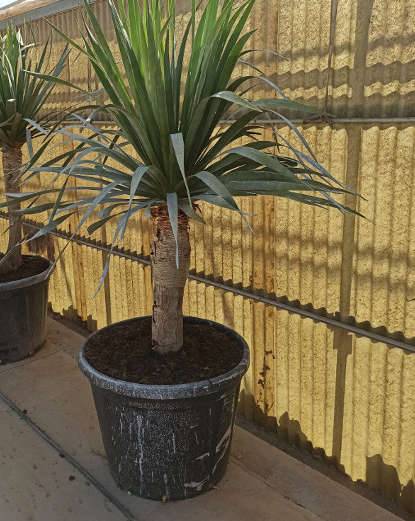 Sans Marque - Adenium obesum cv.Arc-en-ciel  Caudex d'environ 2000g 25/30cm - Image 5