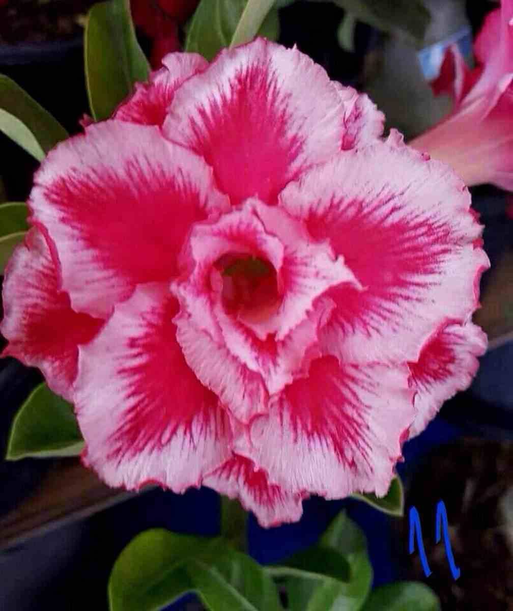 Sans Marque - Adenium obesum cv.Arc-en-ciel Caudex d'environ 2000g 25/30cm - Image 1