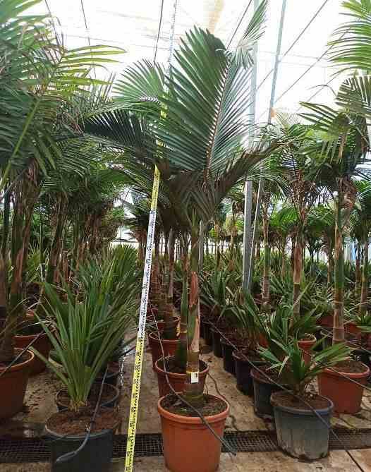 Sans Marque - Archontophoenix alexandrae (Palmier royal) Couleur floraison:Rose - Taille:Pot de 7 litres ? 140/160 cm - Image 1