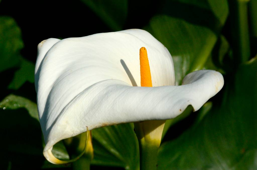 Lot de 6 - Zantedeschia Aethiopica - Arum blanc - Plantes de bassin - H. 10-20 cm - P. 9 cm - Image 2