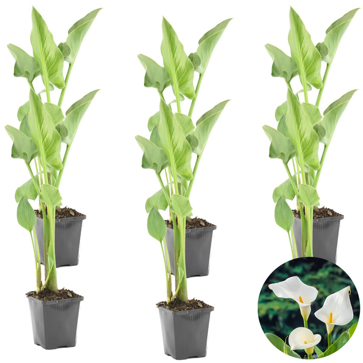 Lot de 6 - Zantedeschia Aethiopica - Arum blanc - Plantes de bassin - H. 10-20 cm - P. 9 cm - Image 4