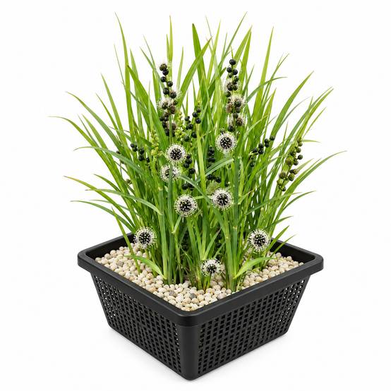 Rubanier - Sparganium erectum - Lot de 4 avec panier - Image 1