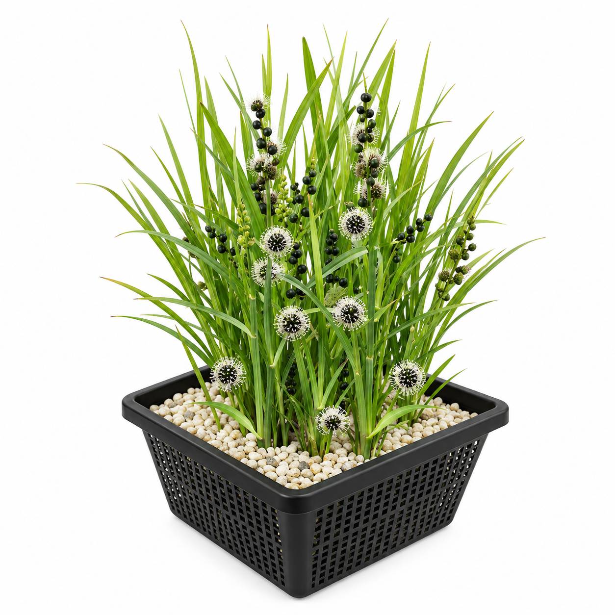 Rubanier - Sparganium erectum - Lot de 4 avec panier - Image 1
