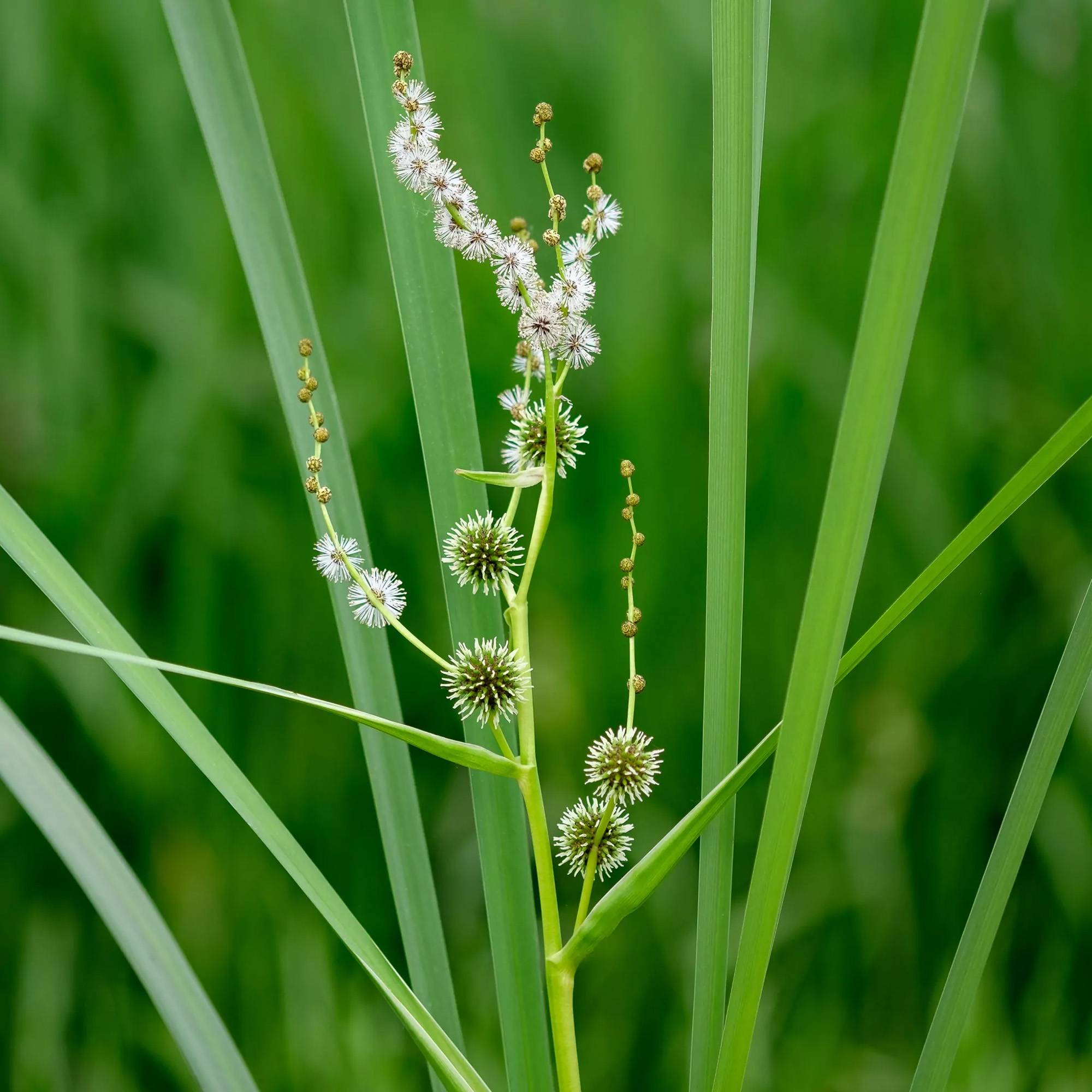 Rubanier - Sparganium erectum - Lot de 4 avec panier - Image 3