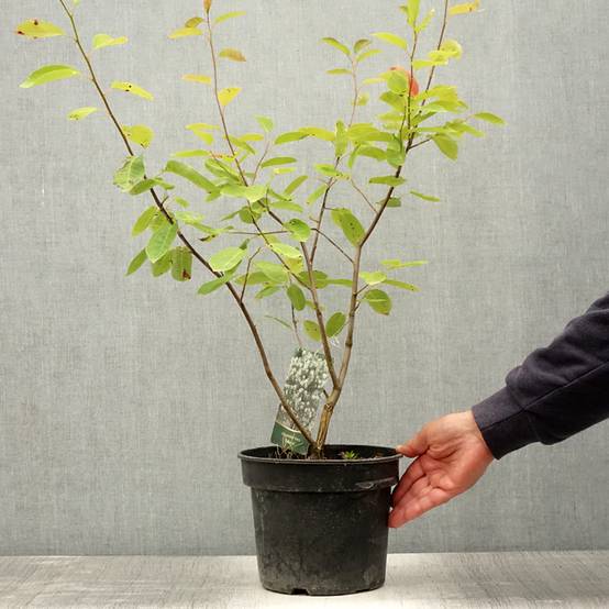 Amelanchier Ballerina Pot de 7,5L/10L - Image 2