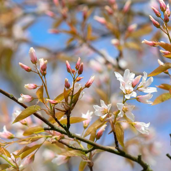 Amelanchier Ballerina Pot de 7,5L/10L - Image 1