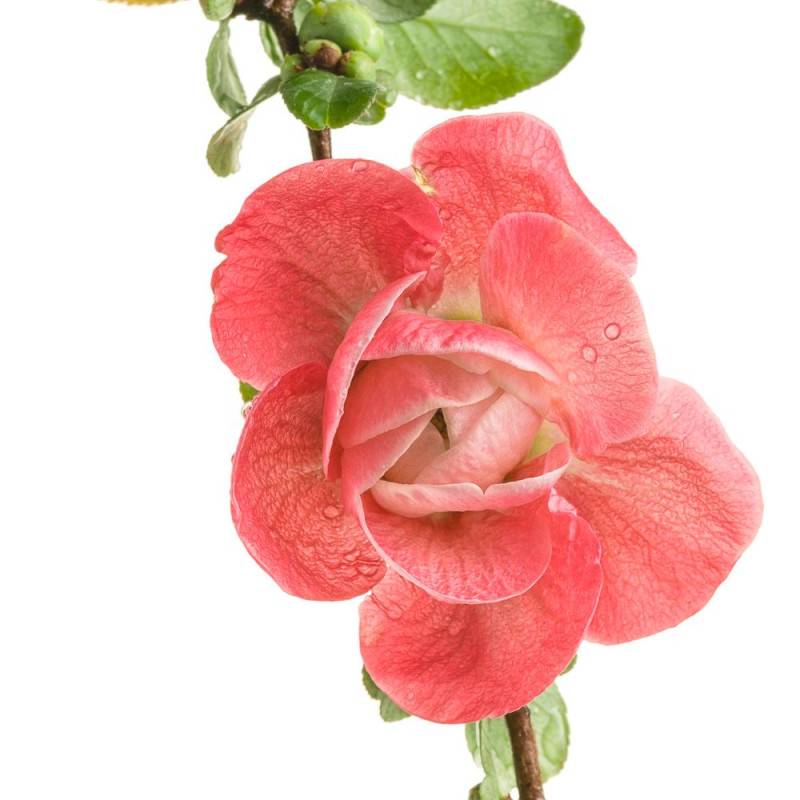 Cognassier du Japon Pink Storm®, Chaenomeles à fleurs Rose - feuillage Caduc - Pot de 3L - 20/40 cm-  hauteur à maturité De 3,00 m à 5,00 m - Image 4