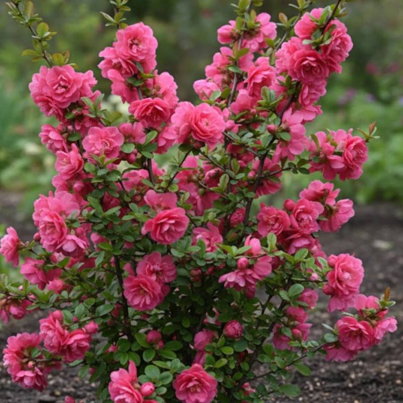 Cognassier du Japon Pink Storm®, Chaenomeles à fleurs Rose - feuillage Caduc - Pot de 3L - 20/40 cm-  hauteur à maturité De 3,00 m à 5,00 m - Image 3