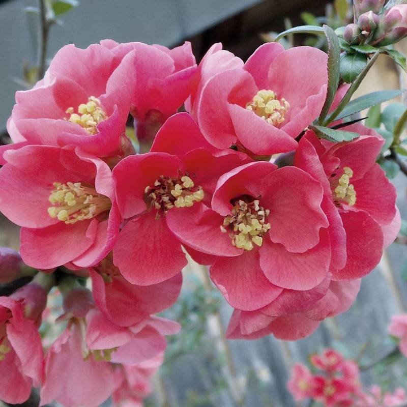 Cognassier du Japon Pink Storm®, Chaenomeles à fleurs Rose - feuillage Caduc - Pot de 3L - 20/40 cm-  hauteur à maturité De 3,00 m à 5,00 m - Image 5