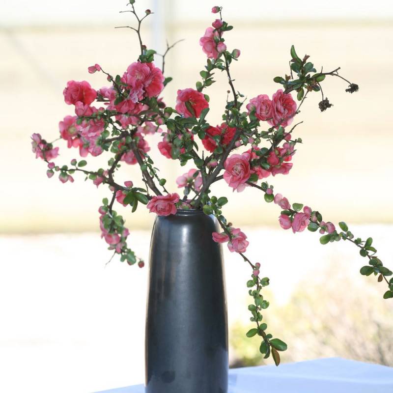 Cognassier du Japon Pink Storm®, Chaenomeles à fleurs Rose - feuillage Caduc - Pot de 3L - 20/40 cm-  hauteur à maturité De 3,00 m à 5,00 m - Image 1