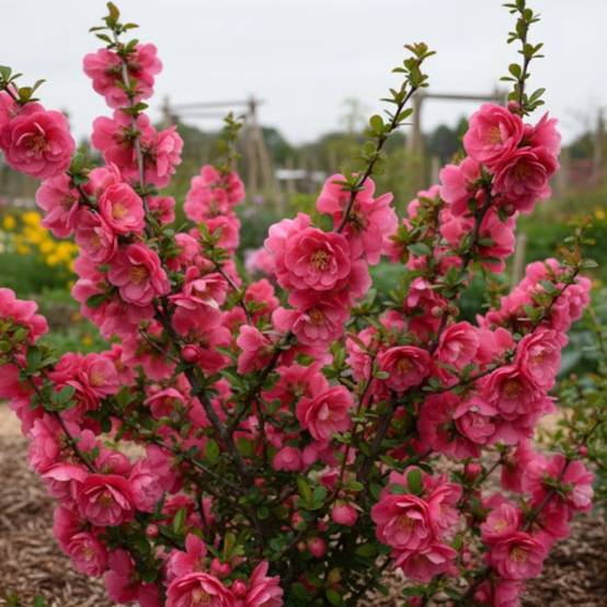 Cognassier du Japon Pink Storm®, Chaenomeles à fleurs Rose - feuillage Caduc - Pot de 3L - 20/40 cm- hauteur à maturité De 3,00 m à 5,00 m - Image 2