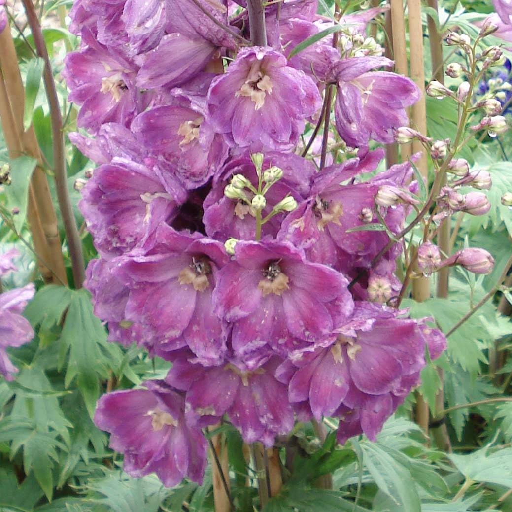 Delphinium Pacific Astolat - Pied d'Alouette vivace Godet de 8/9 cm - Image 1