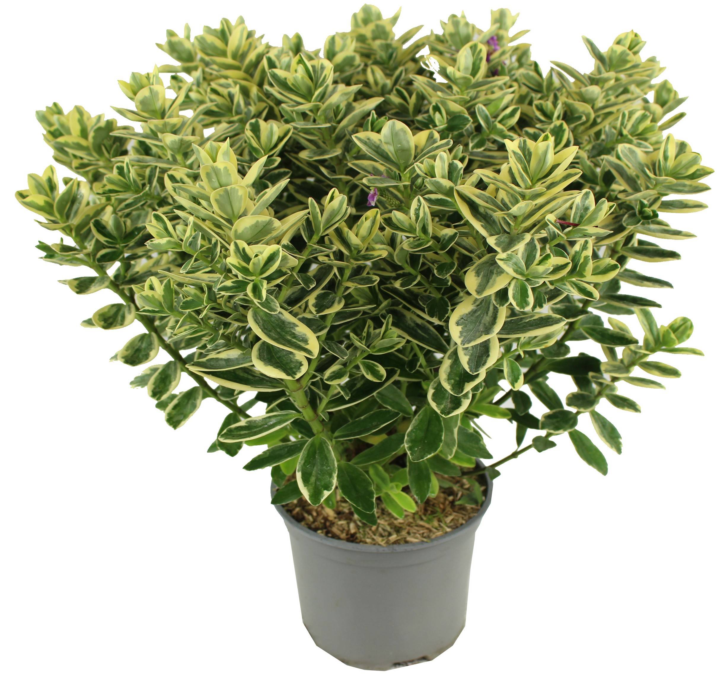Fleuron D'Anjou - VERONIQUE PANACHEE Pot 17 cm - Image 1
