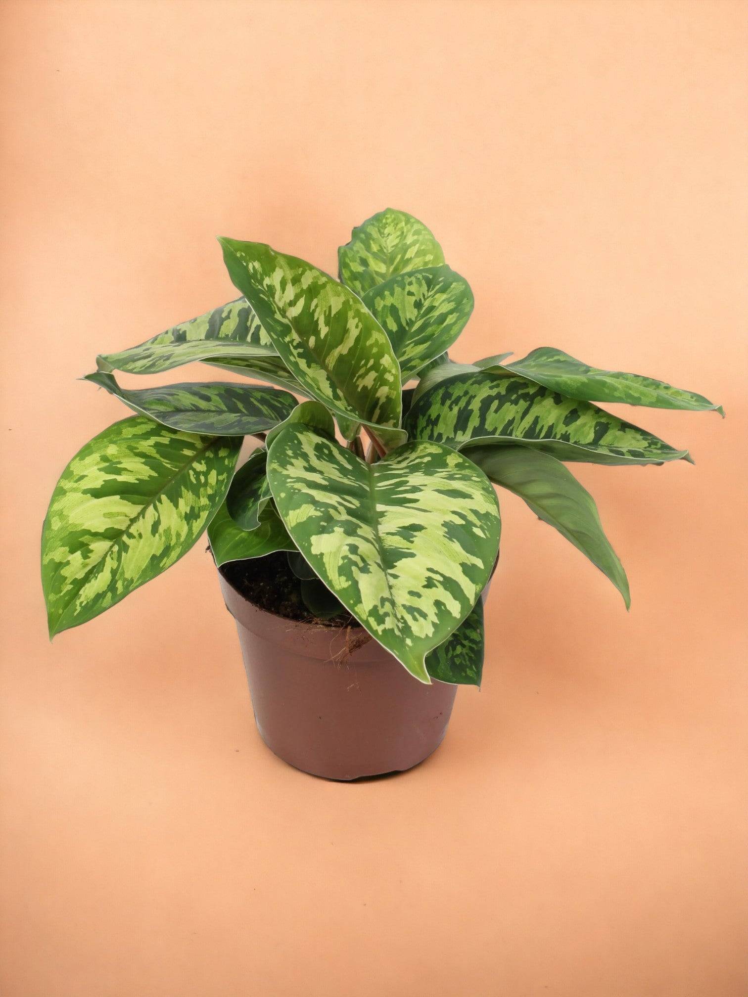 Homalomena Wallisii Camouflage- La Green Touch - Imagen 1